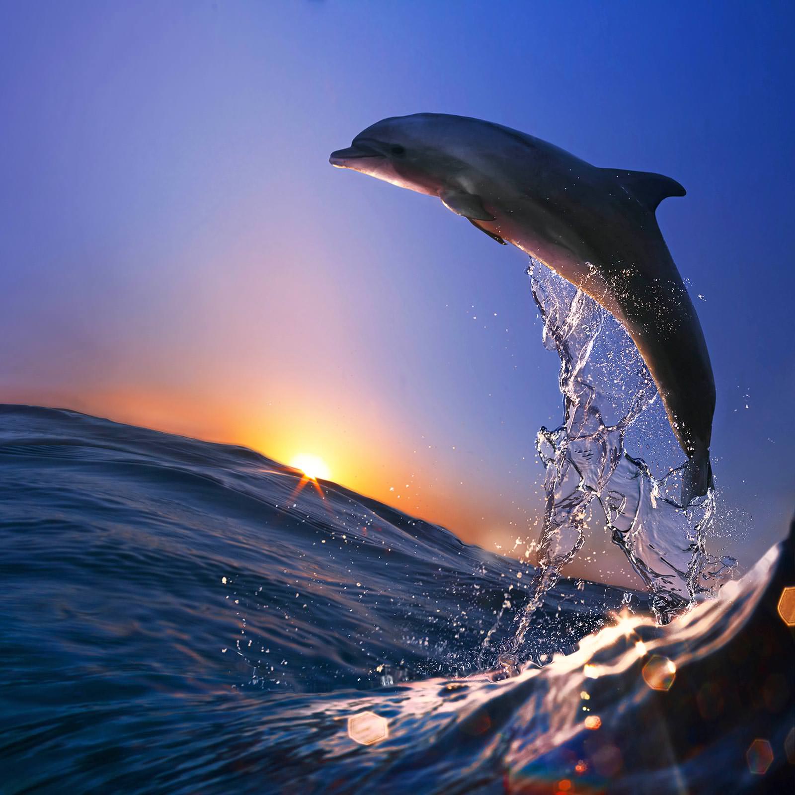 дельфины обои