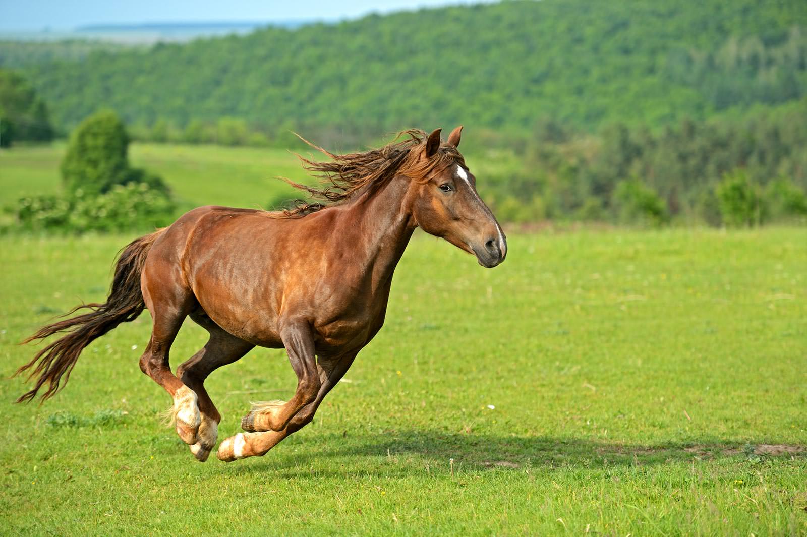 скачущая лошадь картинки