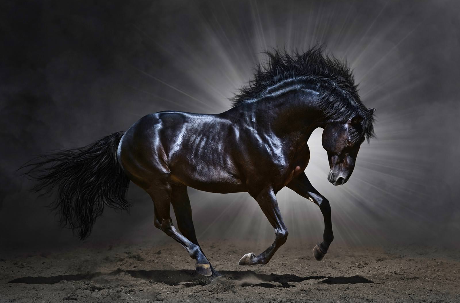 Вороной конь - Фотообои на заказ в интернет магазин arte.ru. Заказать обои  Вороной конь Арт - (16334)