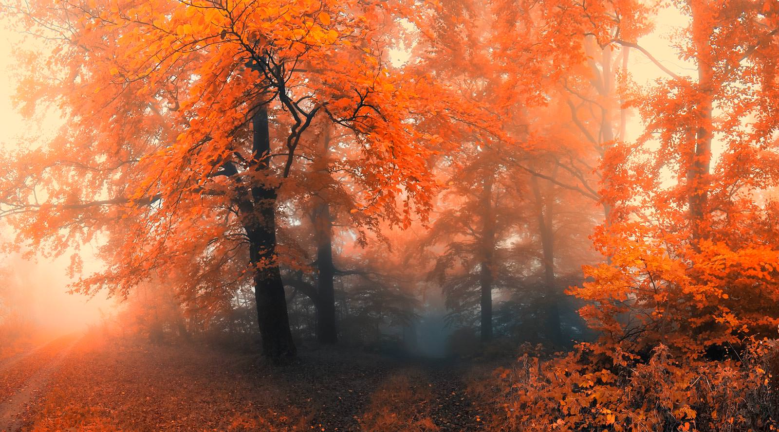 Осенний Лес В Тумане Фото