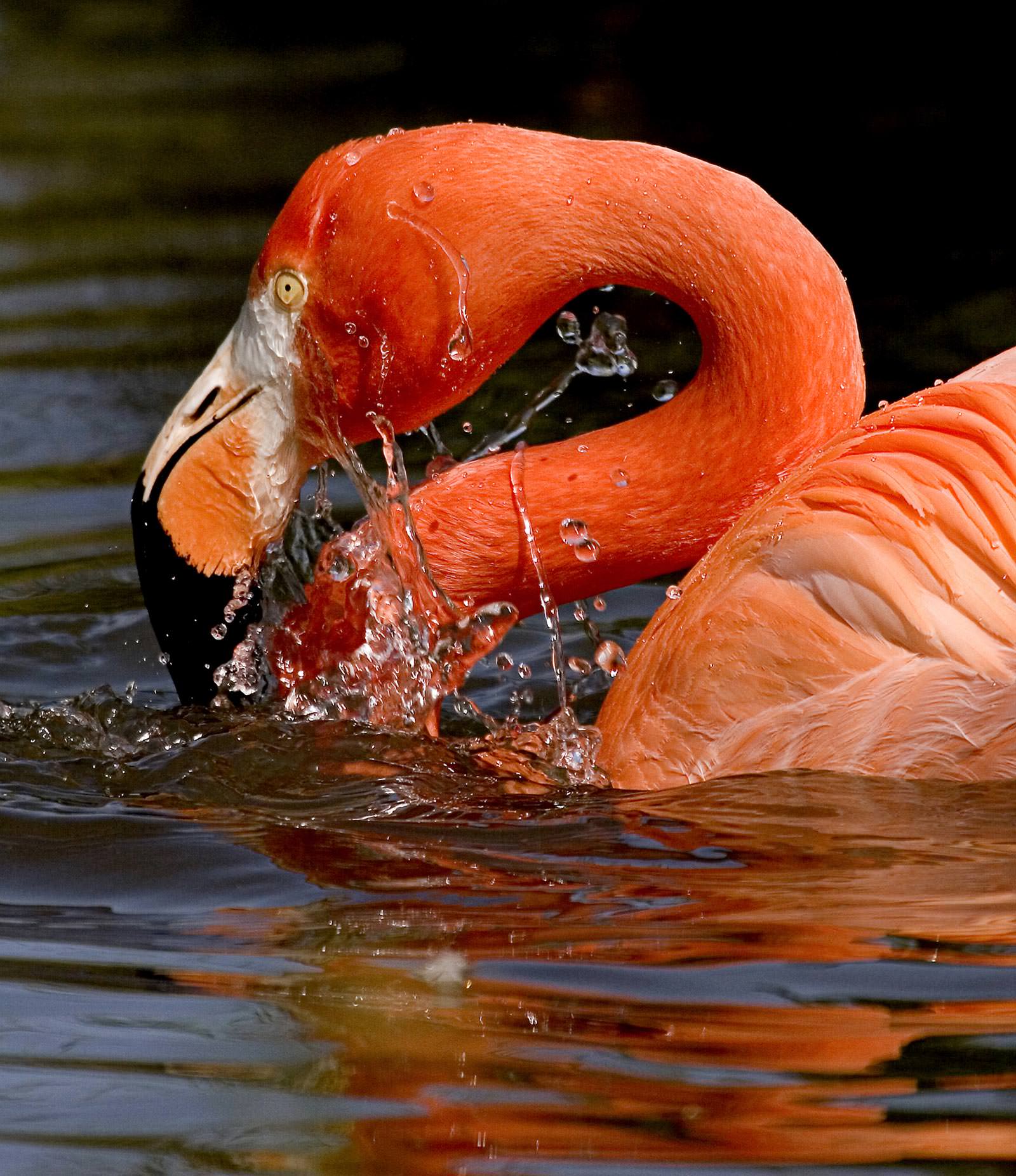 Фотообои Фламинго. Фреска Фламинго.