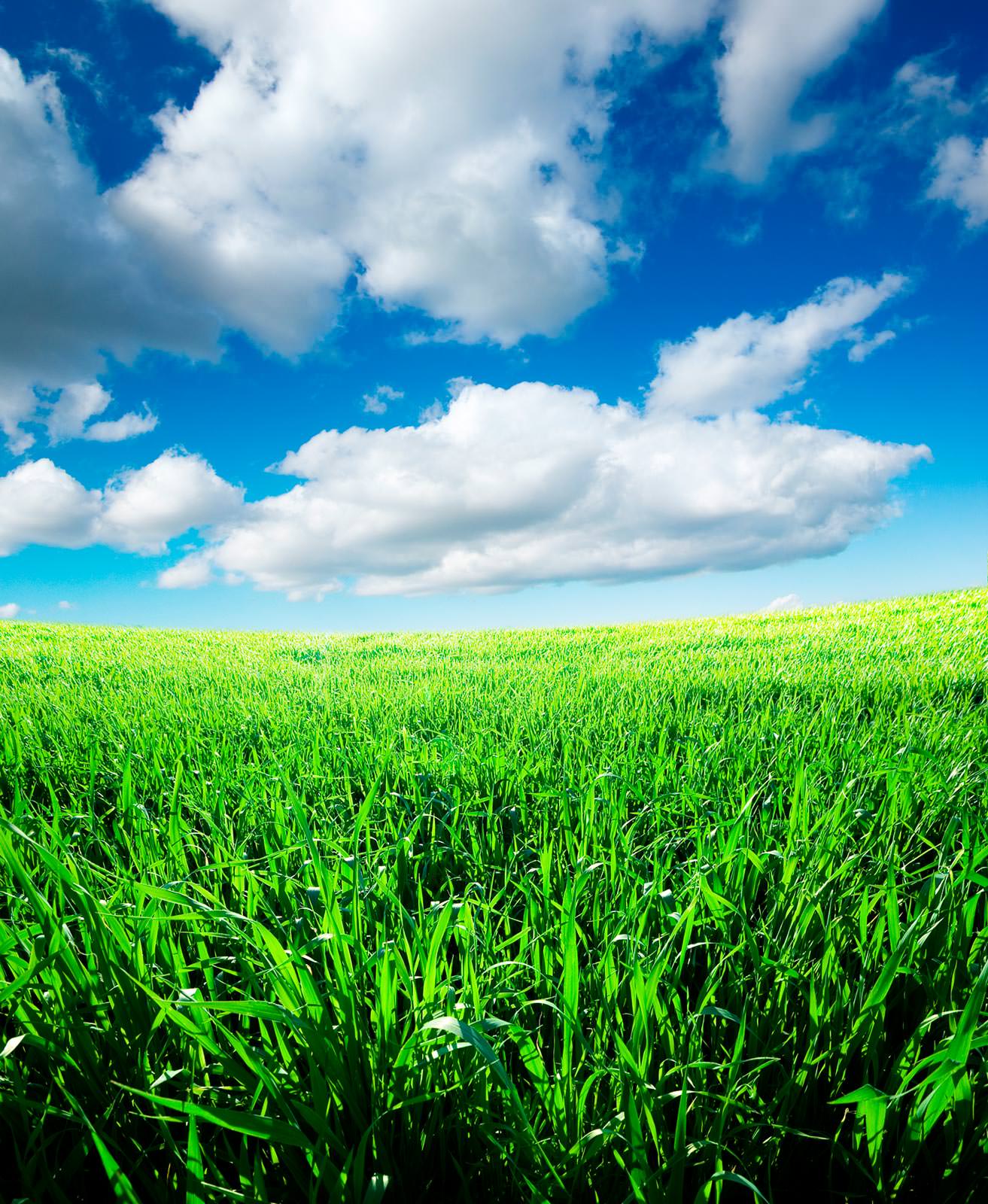 Песня голубое небо зеленая трава. Зеленое поле. Природа трава. Поле и небо. Трава и небо.