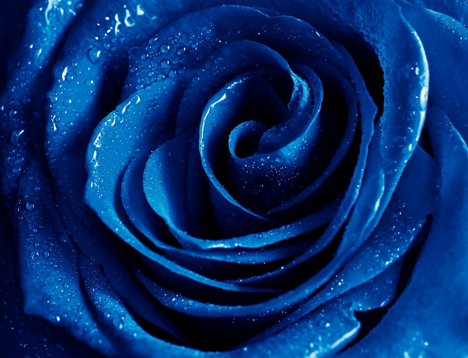 Сенный цвет. Синий цвет. Синие цветы. Темно синие цветы.