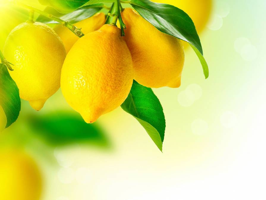 Фотообои Лимоны на ветке | арт.15162