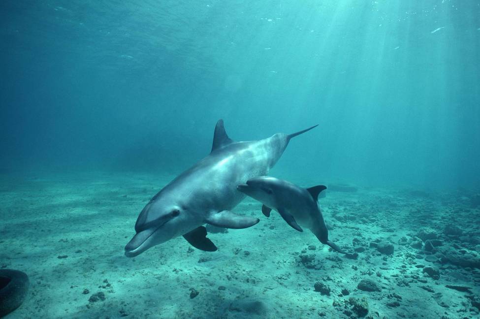 Фотообои Дельфины | арт.16103