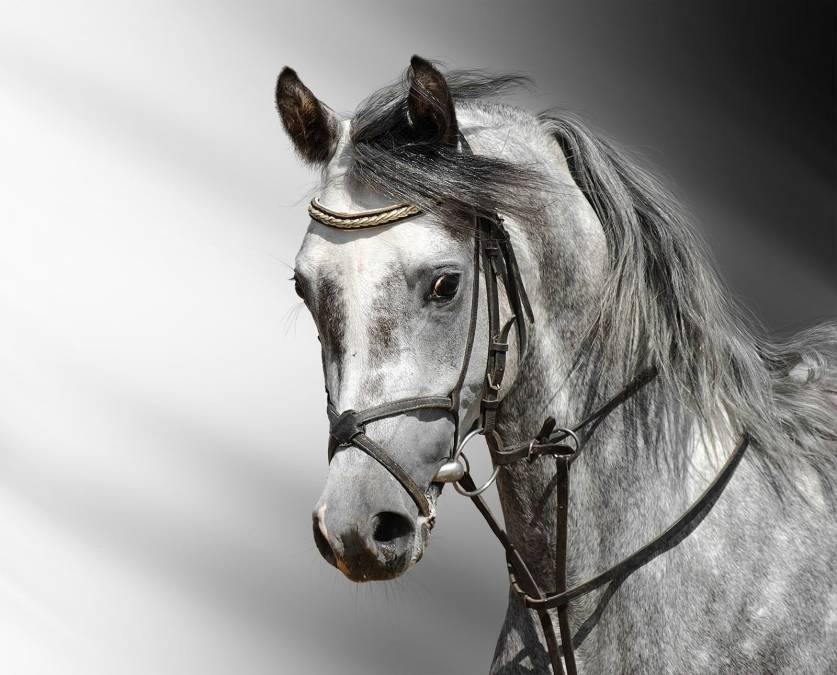 Фотообои Лошадь | арт.16152