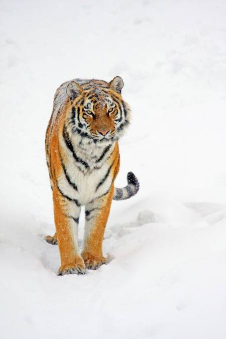 Фотообои Тигры | арт.16173