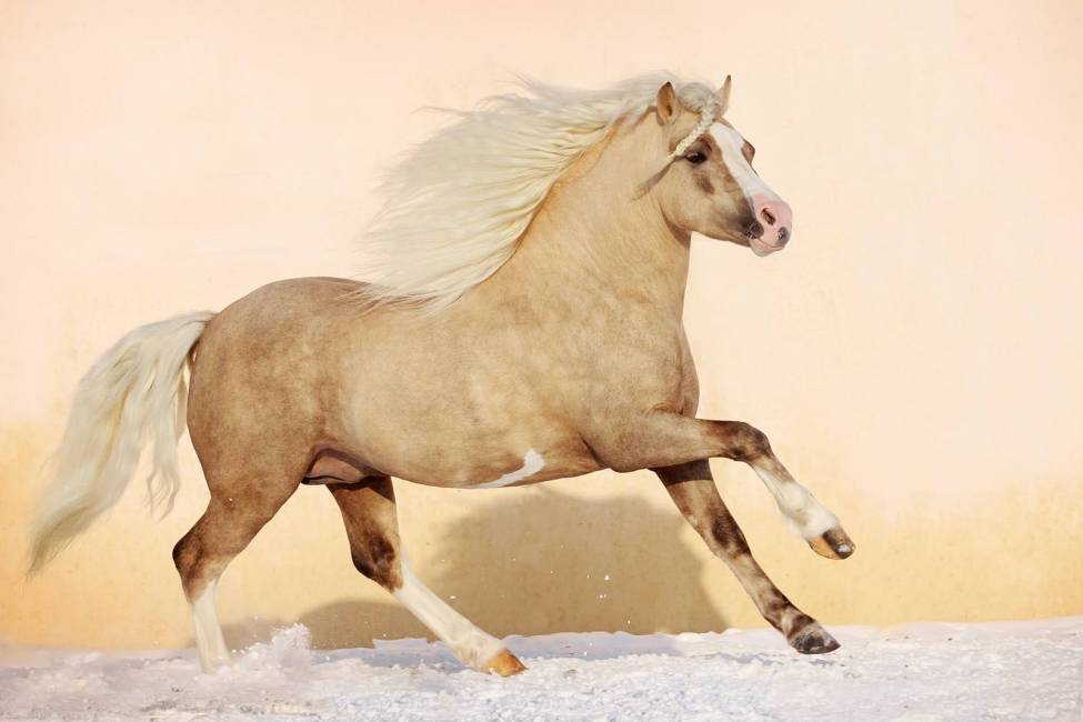 Фотообои Лошадь | арт.16192
