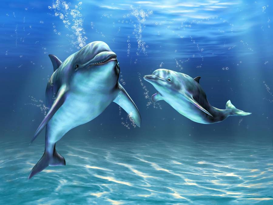 Фотообои Дельфины | арт.16207