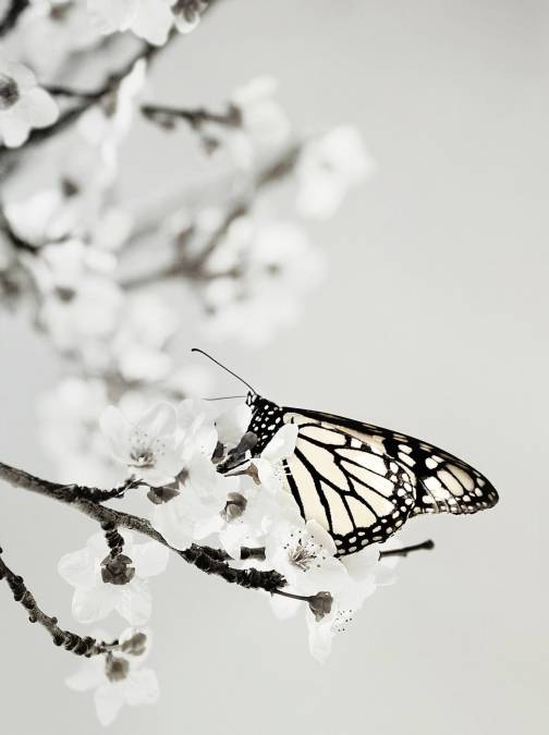 Фотообои Бабочка | арт.16235