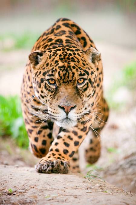 Фотообои Леопард | арт.16239