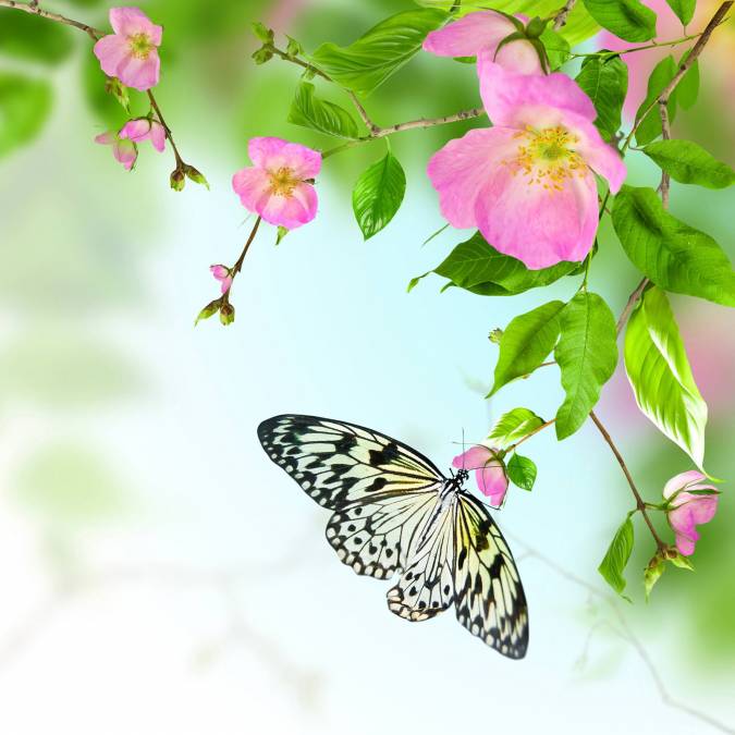 Фотообои Бабочка | арт.16251