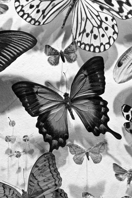 Фотообои Бабочка | арт.16270
