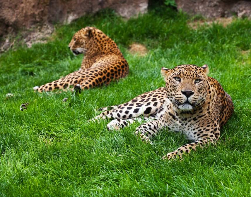 Фотообои Леопарды | арт.16278