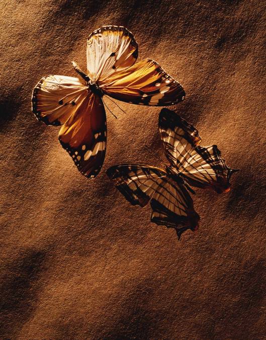 Фотообои Бабочка | арт.16283