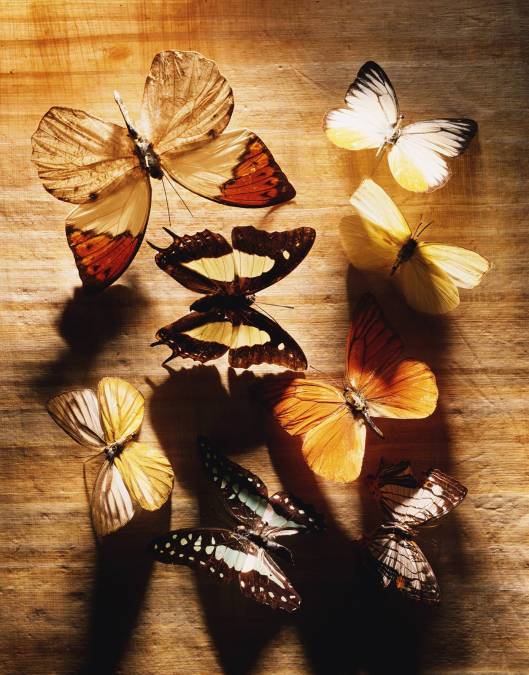 Фотообои Бабочка | арт.16287