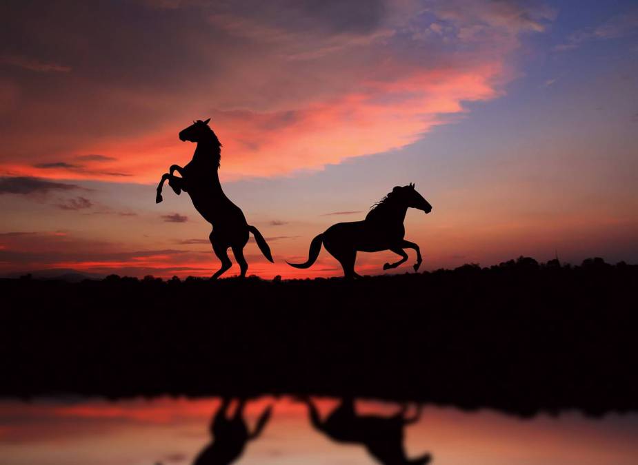 Фотообои Лошади на Закате | арт.16299