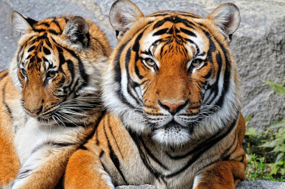 Фотообои Двое тигров | арт.16300