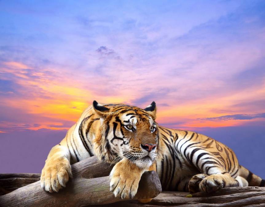 Фотообои Тигр на фоне закатного неба | арт.16305