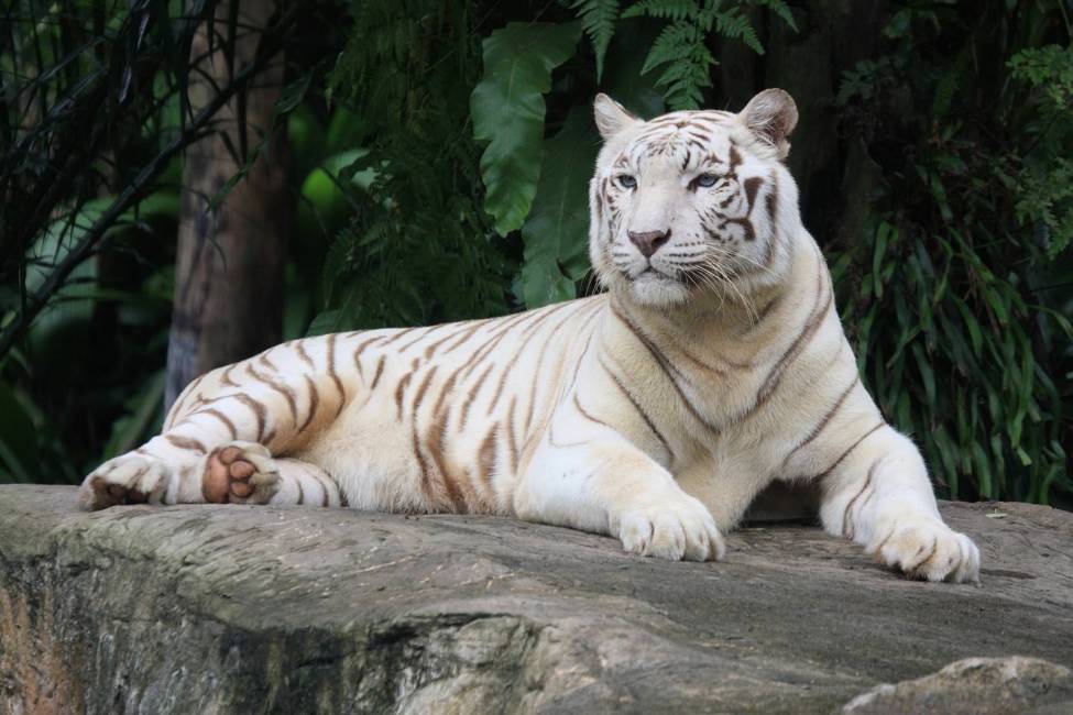 Фотообои Белый тигр | арт.16307