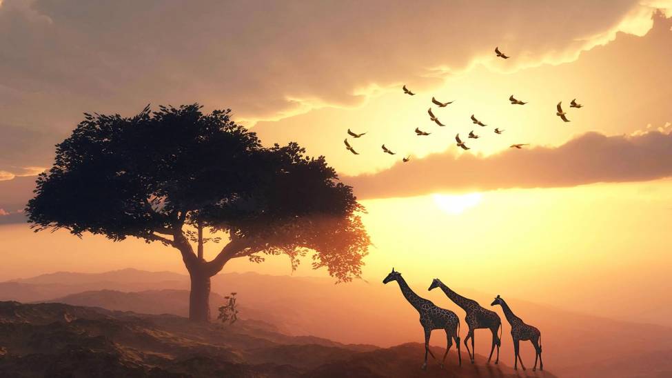 Фотообои Африканский закат | арт.16336