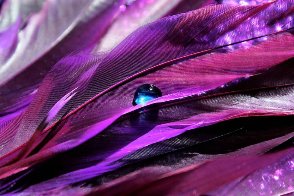 Фотообои Фиолетовые перья | арт.10607