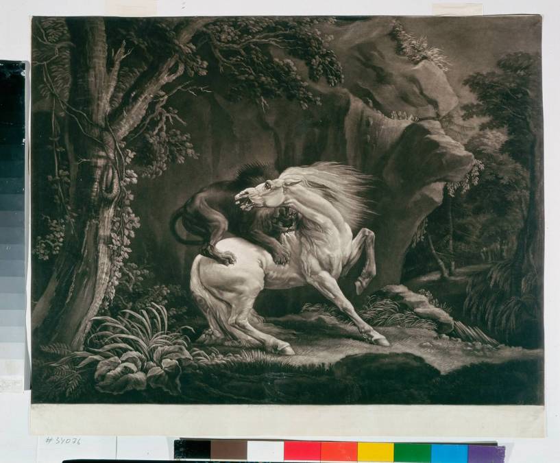 Фотообои Horse Attacked By A Lion | арт.18203