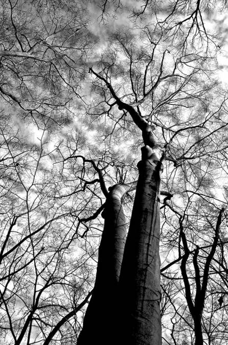 Фотообои Кроны деревьев | арт.10641