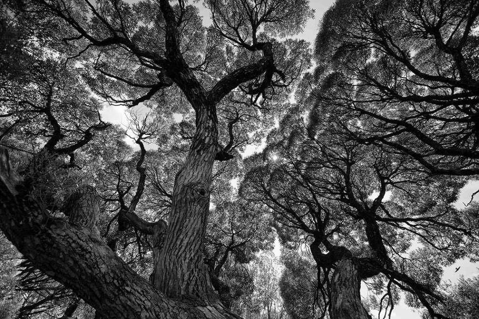 Фотообои Кроны деревьев | арт.10642
