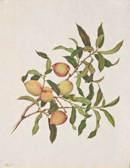 Фотообои Ветка персика | арт.18298