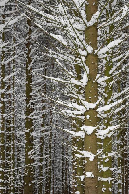 Фотообои Зимний Лес | арт.23214