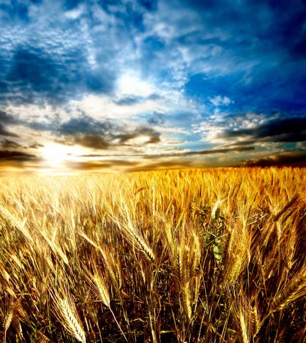 Фотообои Пшеничное Поле | арт.23308