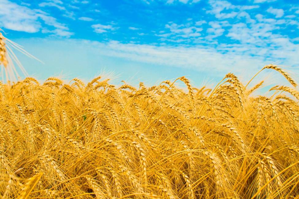Фотообои Пшеничное Поле | арт.23359
