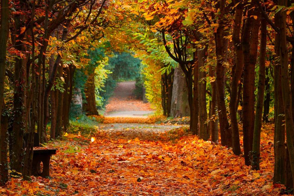 Фотообои Осенний Парк | арт.23360