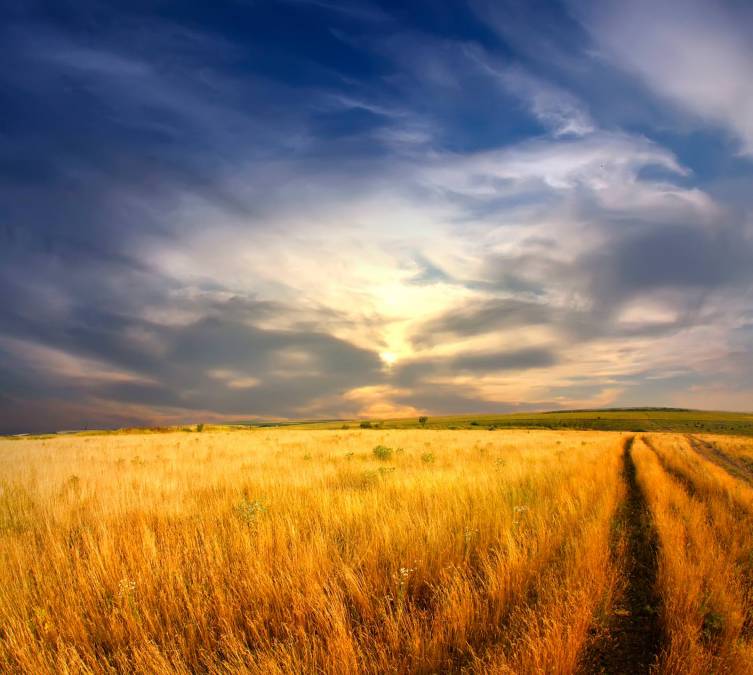 Фотообои Пшеничное Поле | арт.23386