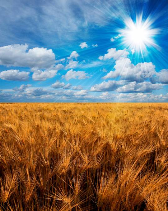 Фотообои Пшеничное Поле | арт.23533