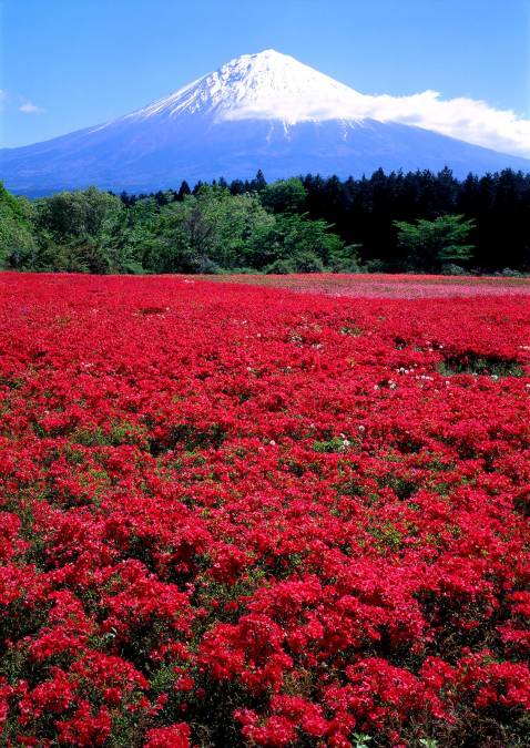 Фотообои Поле красных цветов. Япония | арт.23552