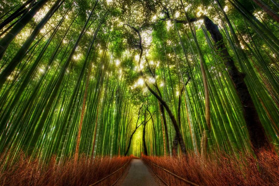 Фотообои Бамбуковый лес | арт.23579
