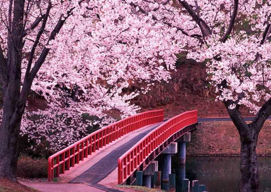 Фотообои Японский сад | арт.23593