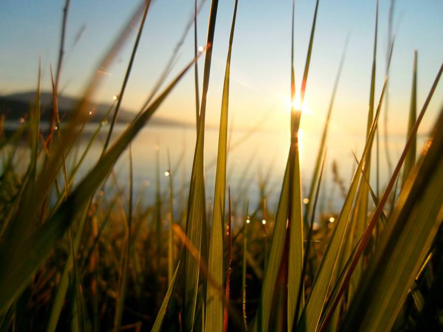 Фотообои Закат в траве | арт.23630