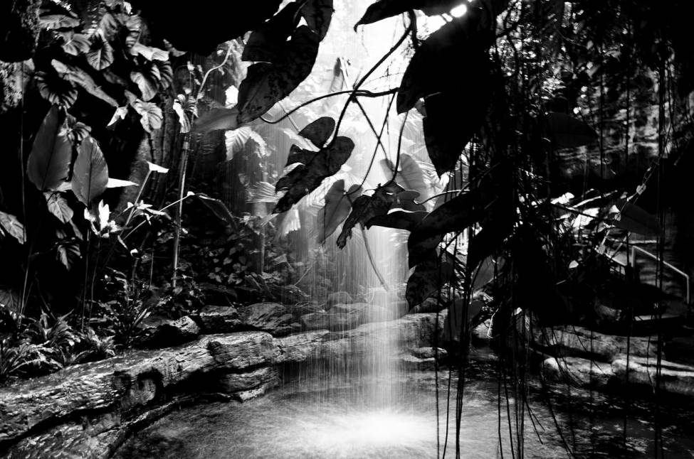 Фотообои Чёрно - белый тропический лес | арт.23669