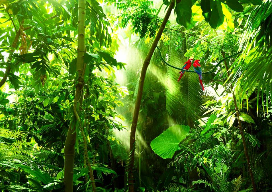 Фотообои Попугаи в тропическом лесу | арт.23672
