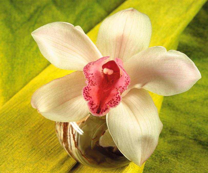 Фотообои Орхидея | арт.284