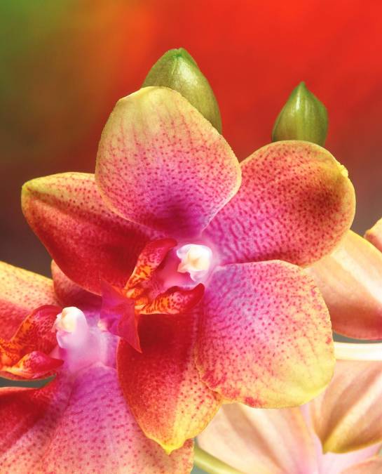 Фотообои Орхидея | арт.2819