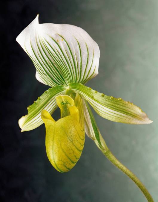 Фотообои Орхидея | арт.2821