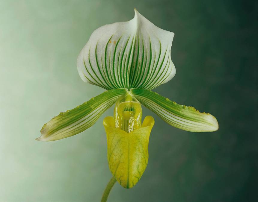 Фотообои Орхидея | арт.2828
