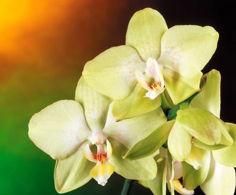 Фотообои Орхидея | арт.2836
