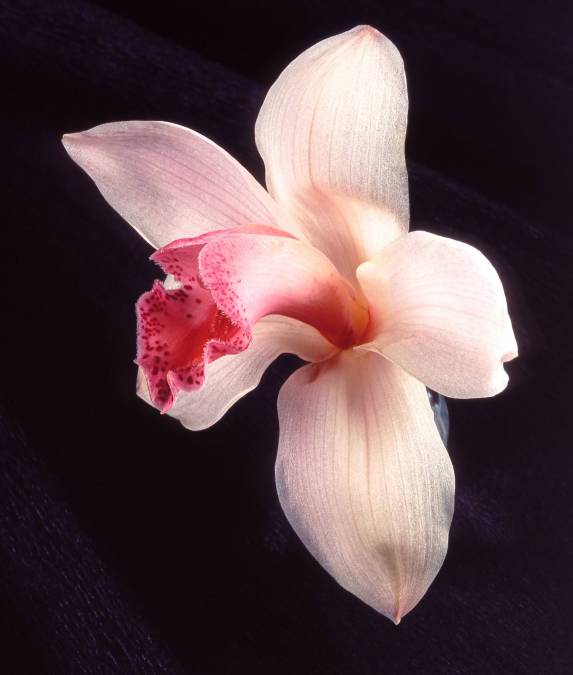 Фотообои Орхидея | арт.2853