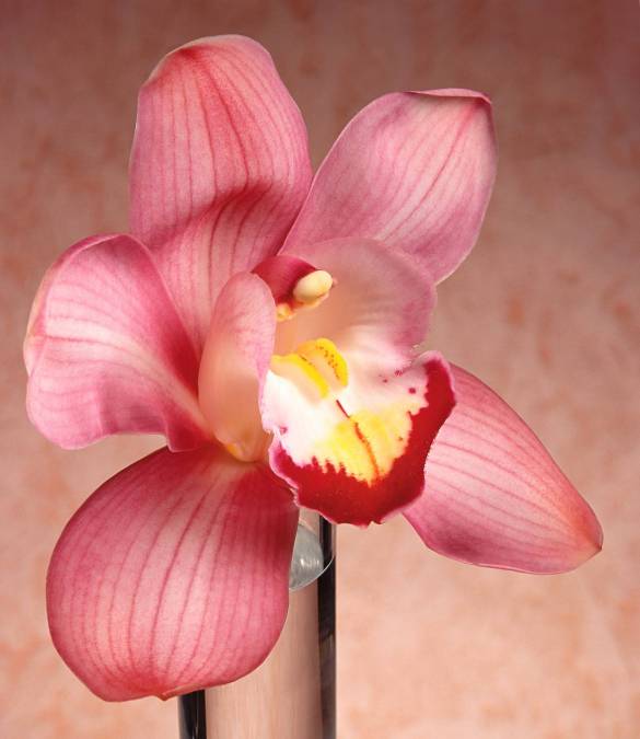 Фотообои Орхидея | арт.2861