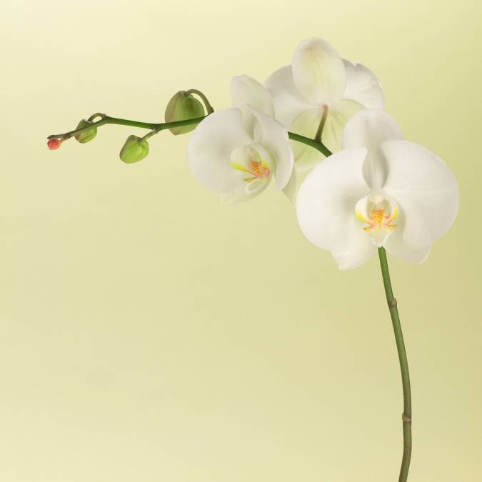 Фотообои Орхидея | арт.28144